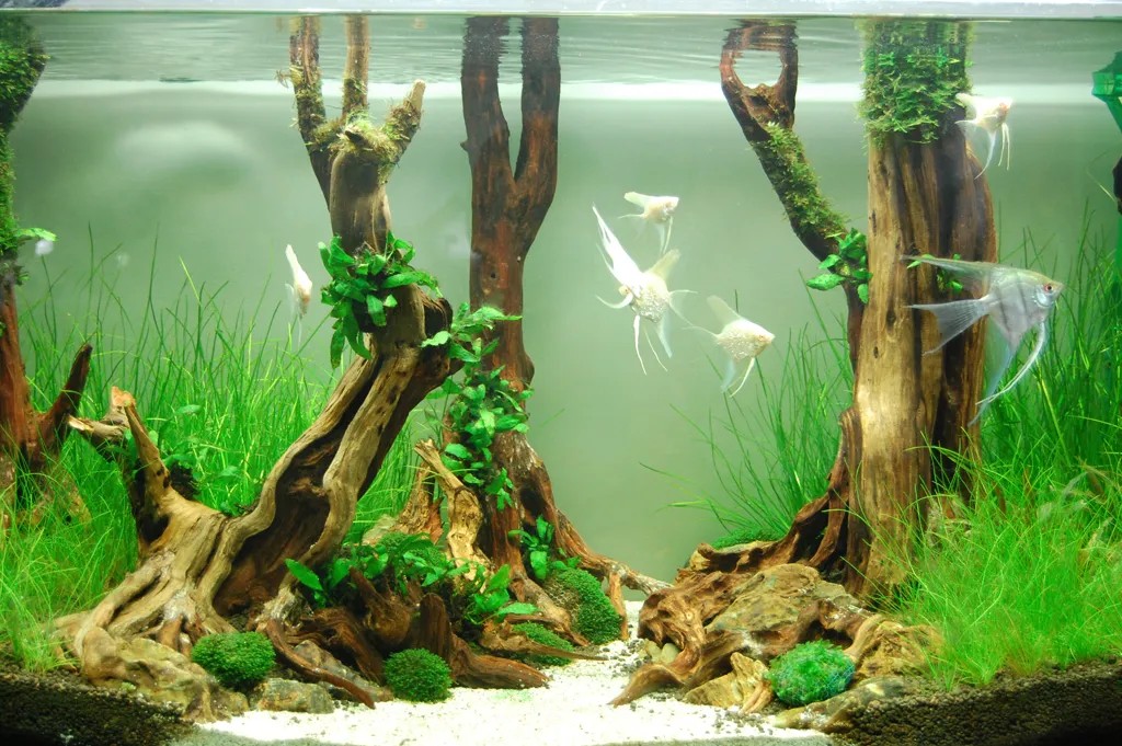 Bể cây thủy sinh lớn với thiết kế ấn tượng và hệ sinh thái cân bằng