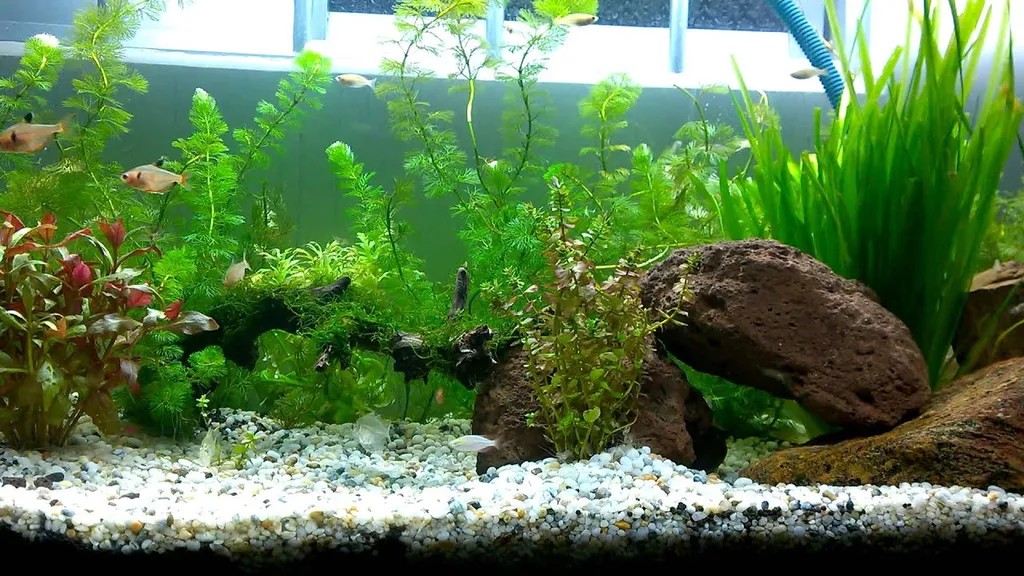 be cay thuy sinh dep 6529021b3972d2173ea6c3d2 1