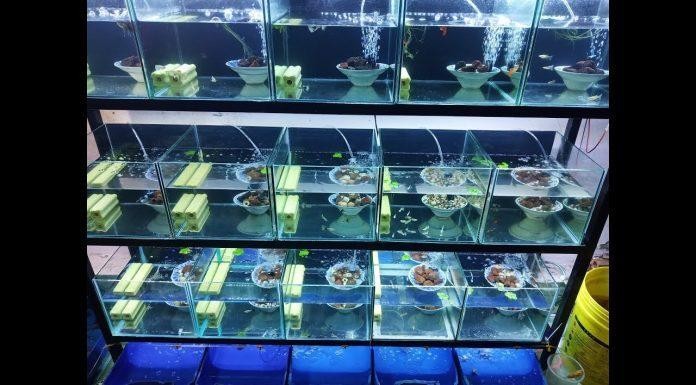 Bể kính cần được đặt ở nơi có nhiệt độ ổn định