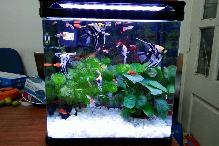 Thường xuyên cắt tỉa lá cây giúp hồ thủy sinh luôn gọn gàng.