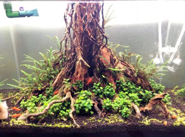 Mô tả phong cách hồ thủy sinh nhất trụ với trụ lũa lớn ở trung tâm