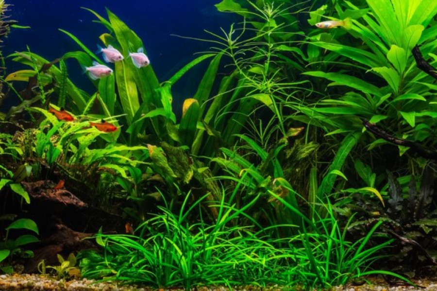 Thối rễ có thể khiến cây yếu dần và chết đi