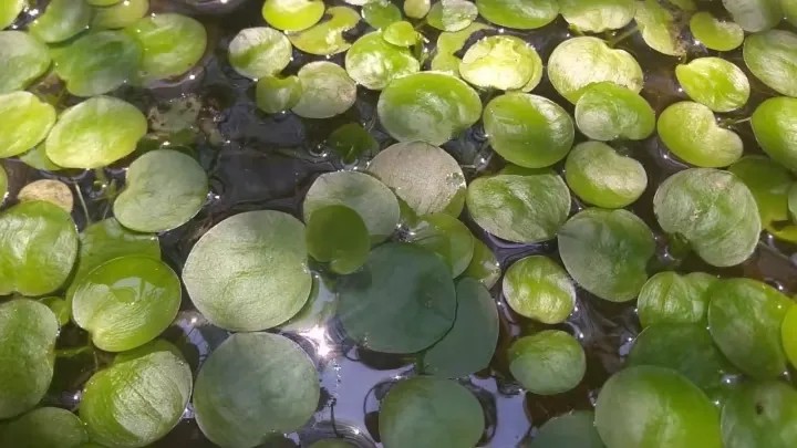 Bèo Nhật Bản, cây thủy sinh lọc nước và tạo oxy hiệu quả cho hồ