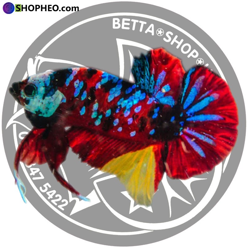 Vẻ đẹp rực rỡ của cá Betta Koi Galaxy với sắc cam và đốm ngân hà lấp lánh