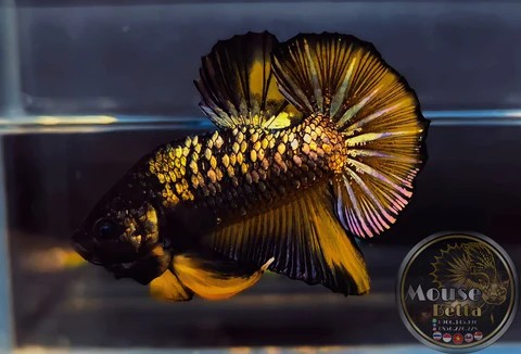 Cá Halfmoon Plakat Báo Đen Vàng với màu vàng rực rỡ bao phủ toàn thân