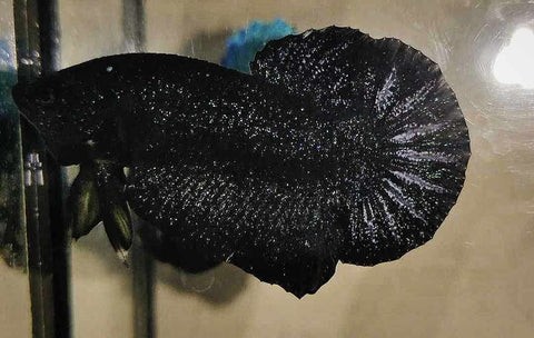 Avarta Black Stardust với thân siêu đen và các đốm màu đồng lấp lánh trên đuôi