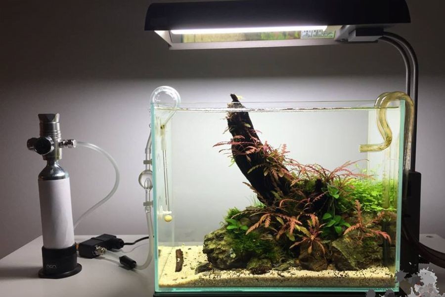 Bộ cung cấp CO2 rất cần thiết cho bể thủy sinh.