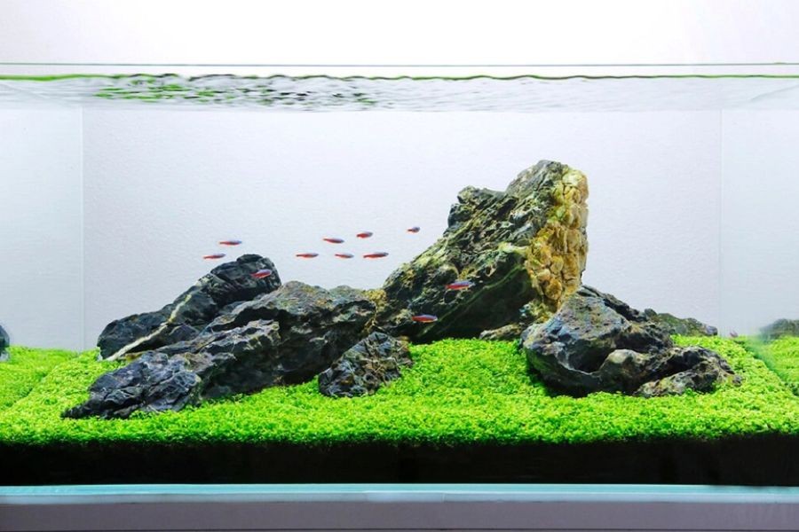 Đảm bảo lượng nước luôn được cung cấp đều và có chất lượng tốt.