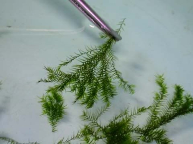 Hình ảnh minh họa kỹ thuật buộc rêu