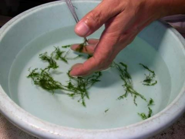 Hình ảnh minh họa kỹ thuật buộc rêu