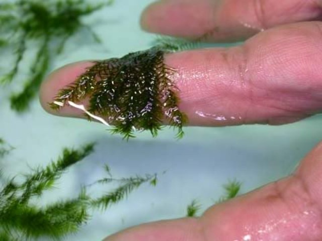 Hình ảnh minh họa kỹ thuật buộc rêu