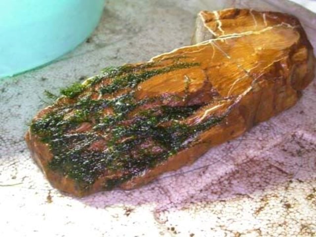 Hình ảnh minh họa kỹ thuật buộc rêu