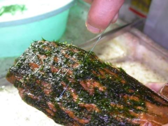 Hình ảnh minh họa kỹ thuật buộc rêu