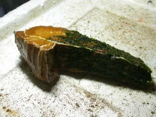 Hình ảnh minh họa kỹ thuật buộc rêu