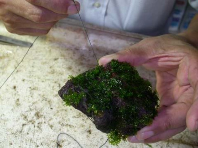 Hình ảnh minh họa kỹ thuật buộc rêu