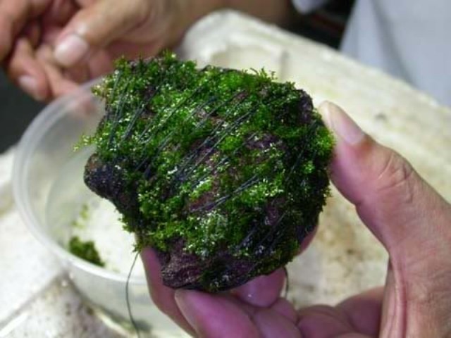 Hình ảnh minh họa kỹ thuật buộc rêu