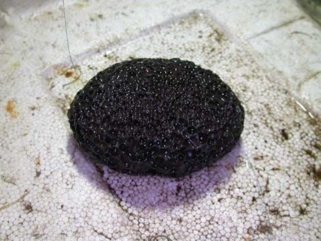 Hình ảnh minh họa kỹ thuật buộc rêu