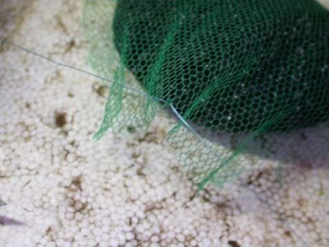 Hình ảnh minh họa kỹ thuật buộc rêu