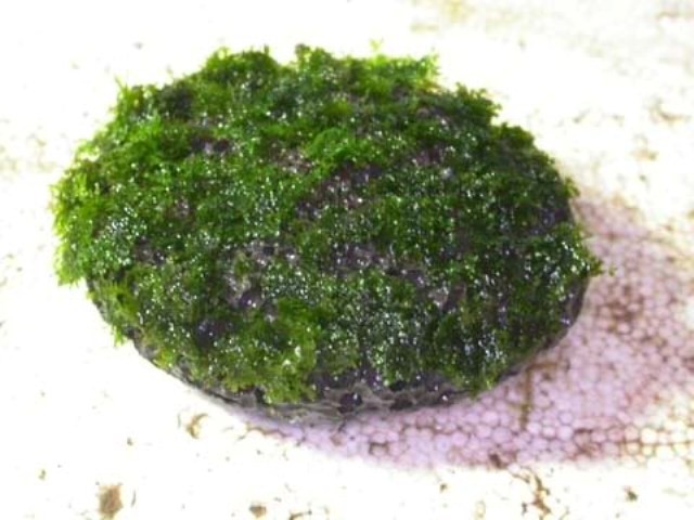 Hình ảnh minh họa kỹ thuật buộc rêu