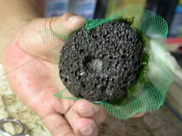 Hình ảnh minh họa kỹ thuật buộc rêu