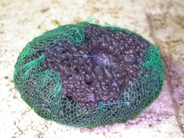 Hình ảnh minh họa kỹ thuật buộc rêu