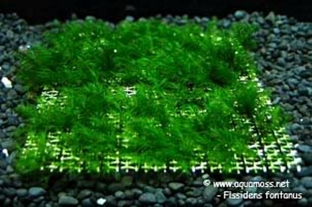 Hình ảnh minh họa kỹ thuật buộc rêu