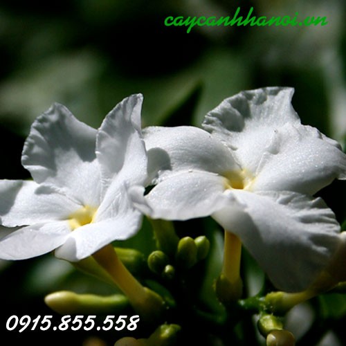 Cây hoa ngọc bút kép với những cánh hoa xếp chồng lên nhau tạo thành bông lớn, tỏa hương thơm dịu nhẹ