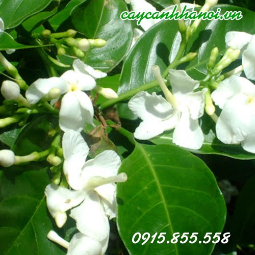 Cận cảnh một chậu cây Ngọc Bút được trồng trước hiên nhà, với tán lá xanh mướt và những bông hoa trắng tinh khôi