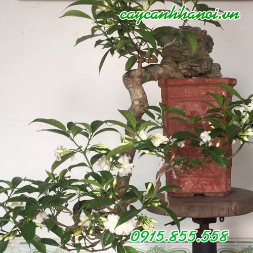 Cận cảnh những chiếc lá xanh mướt và nụ hoa của cây Ngọc Bút