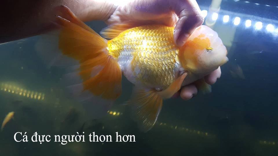 Cá ba đuôi đực với các nốt sần trên nắp mang