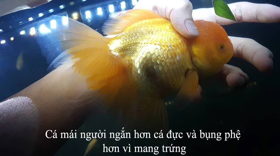 Cá ba đuôi cái với thân hình tròn trịa