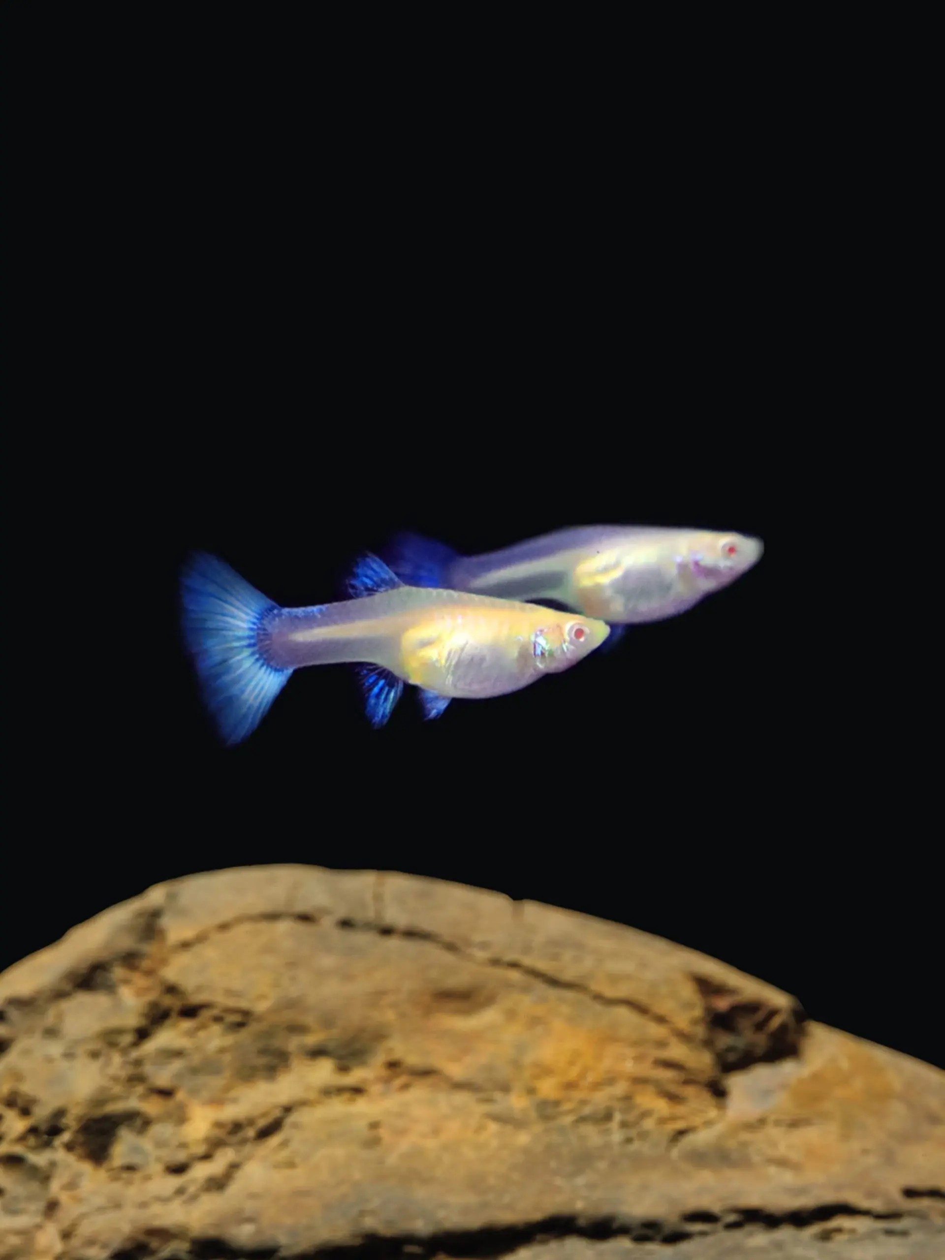 Cá bảy màu blue topaz