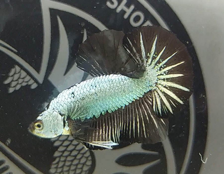 Cá Betta rồng đen với sự tương phản nổi bật giữa thân và đuôi