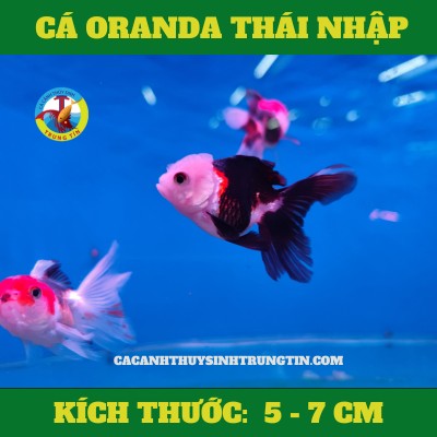 Cá Vàng Oranda Thái Nhập