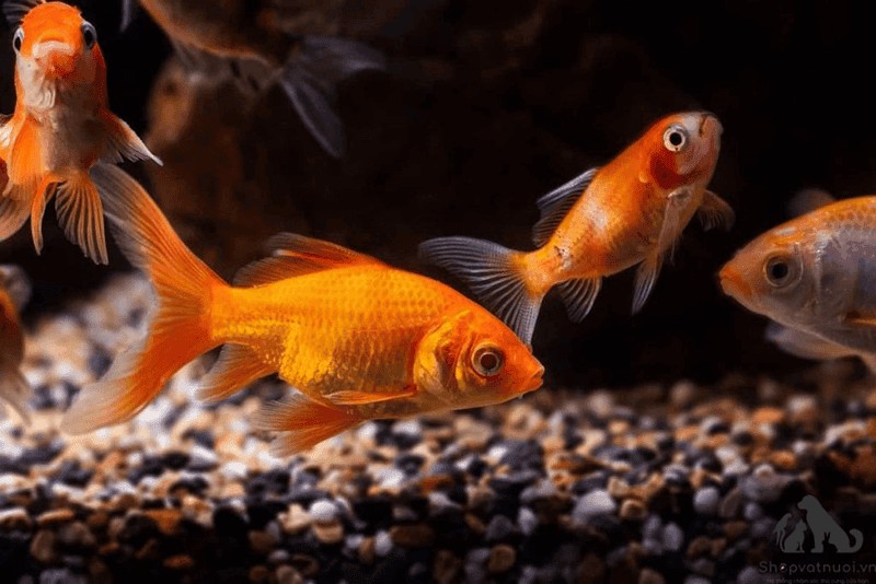 Ca vang la loai ca cuc ky xung khac nen nguoi menh Moc khong duoc phep nuoi loai ca nay