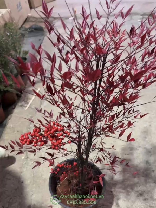 Cách chăm sóc cây nam thiên trúc