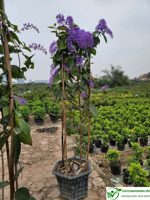 Cách chăm sóc cây mai xanh cho hoa quanh năm