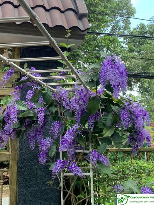 Cách để cây mai xanh ra hoa