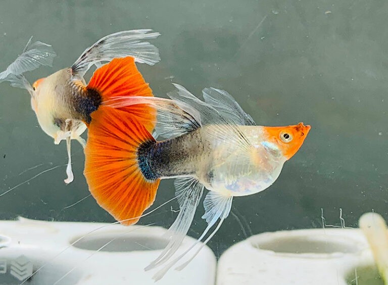 Cá bảy màu có thể sinh sản nhiều lần trong vòng đời của chúng.