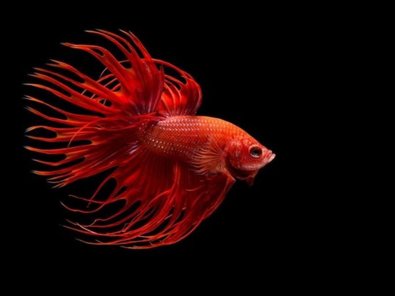 Những lưu ý khi nuôi cá betta bột dành cho bạn