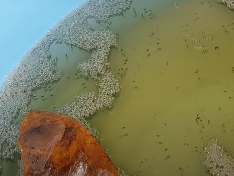 Cá lúc mới nở sẽ hút chất dinh dưỡng từ noãn hoàng