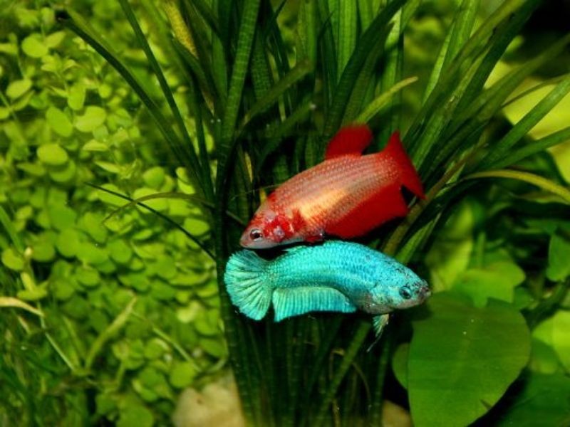 Nên cho cá ăn 2 lần một ngày, mỗi lần một ít