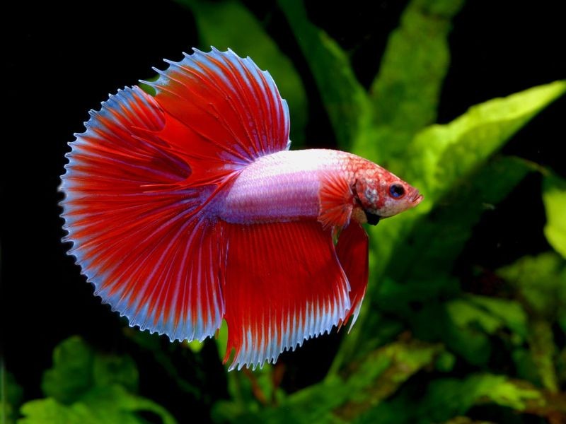 Một vài cách để chăm sóc cá khi đã lớn