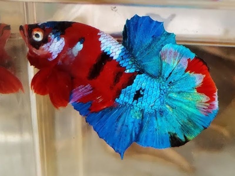 Thông số nước hợp lý để nuôi cá betta bột