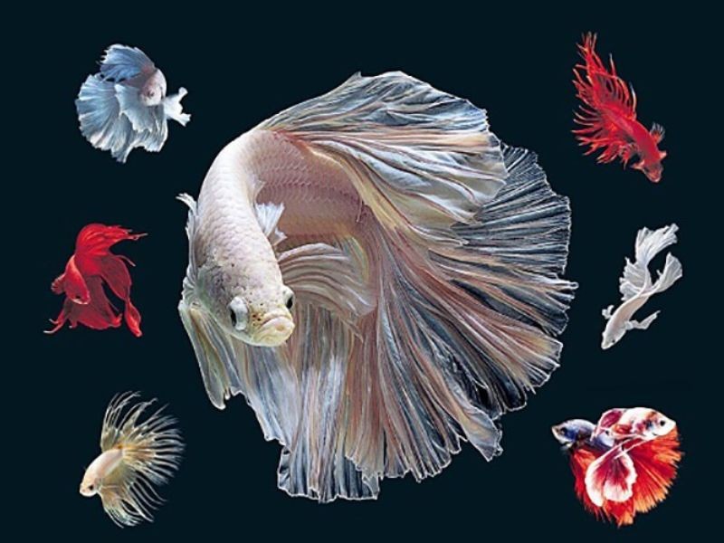 Cách để duy trì nước sạch và khử trùng cho cá betta bột