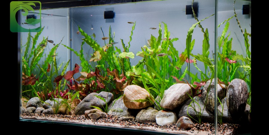 Cảnh quan bể thủy sinh mini với cây xanh tươi tốt