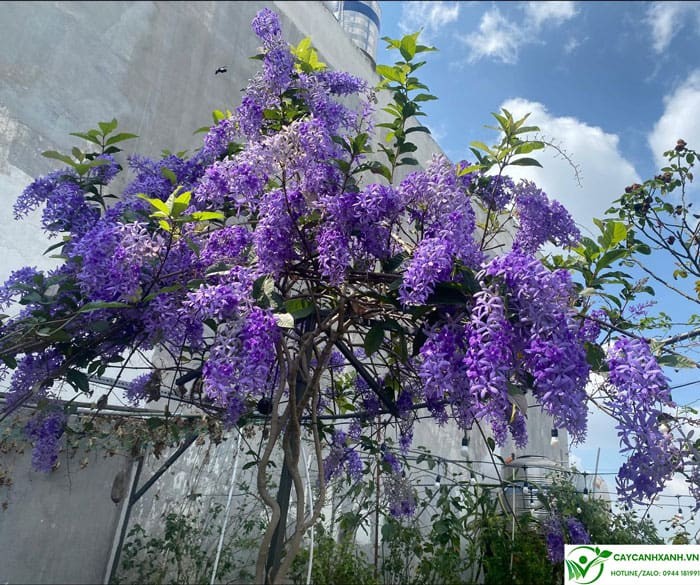 Cách trồng mai xanh thái leo giàn