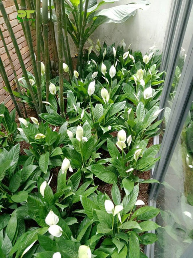 cach trong va y nghia phong thuy it nguoi biet cua cay lan y a4718e729ad543809f6759dbf5f67d5f 1