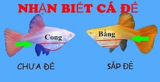 Dấu hiệu cá bảy màu mang thai với bụng tròn và đốm đen trên bụng.