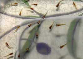 Cá bảy màu con mới sinh bơi lội.